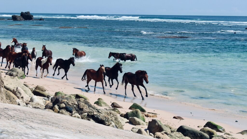 horses on a beach. possible view when staying one week in Sumba