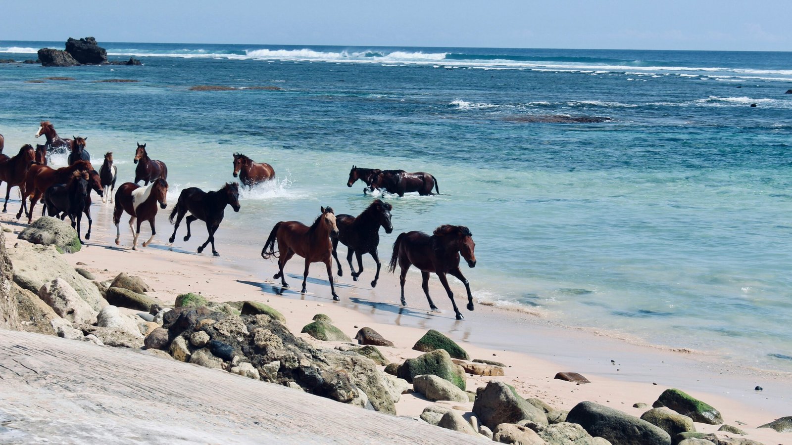 Horses on a beach in Sumba