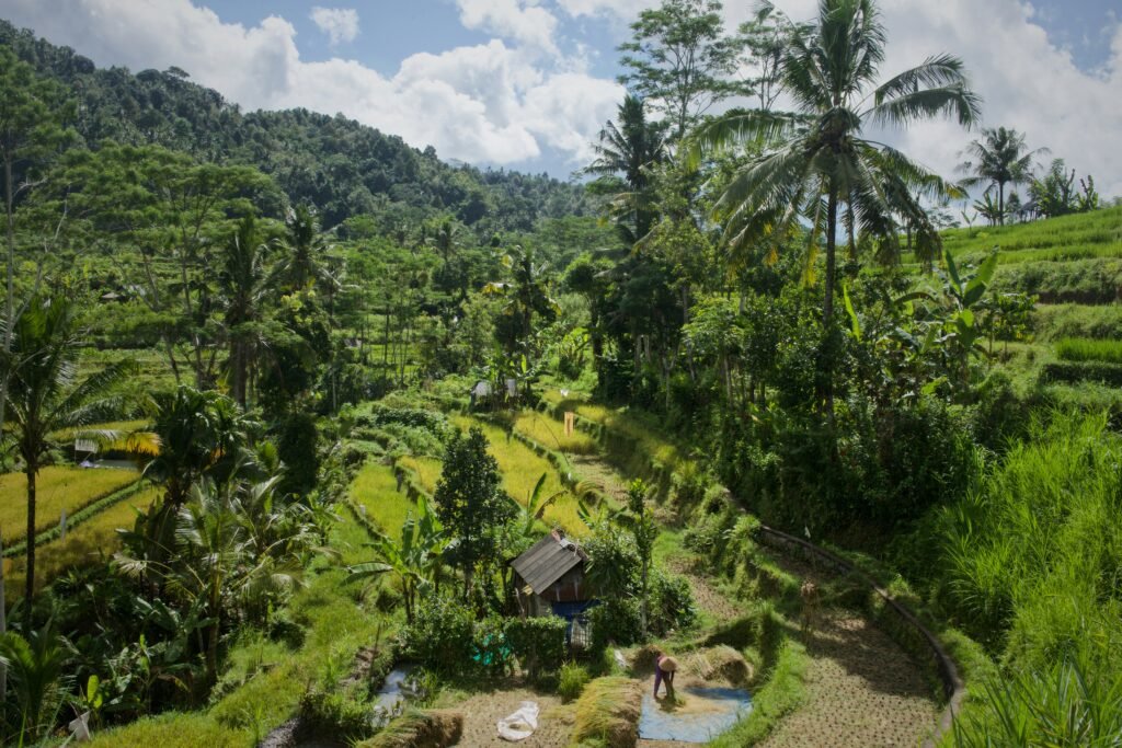 Lush rice terraces and tropical vegetation in Sidemen, Bali, with a farmer working in the fields.

