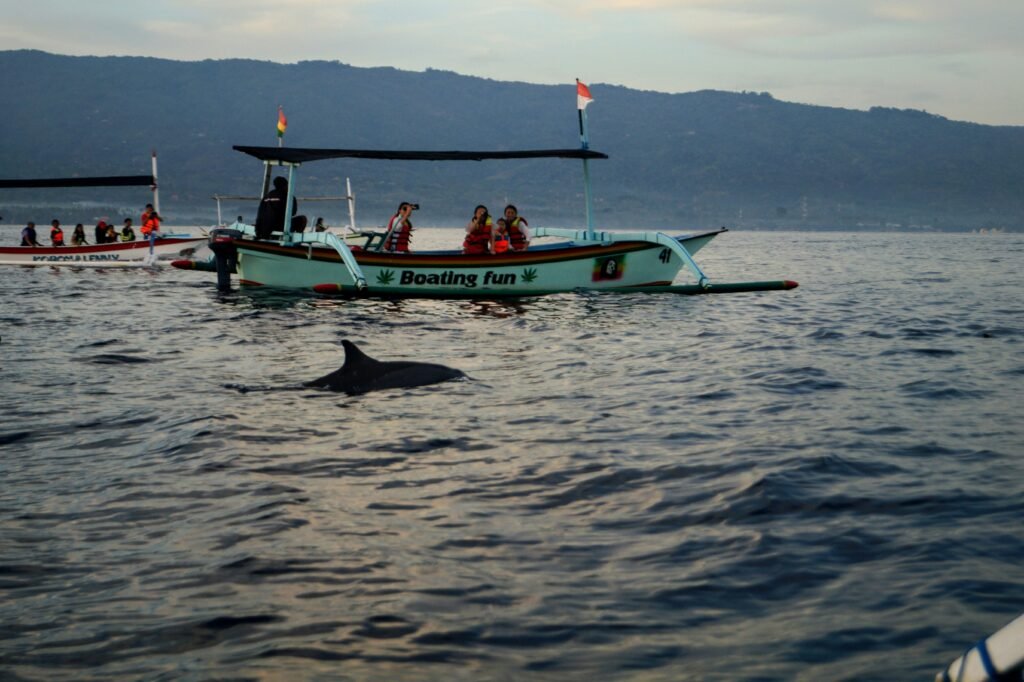 Dolphin surfacing beside traditional boats off Lovina Beach in North Bali.

