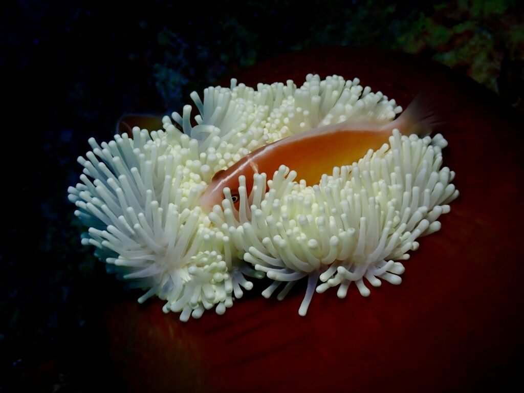 One week in Raja Ampat to see all sorts of fish and corals while diving