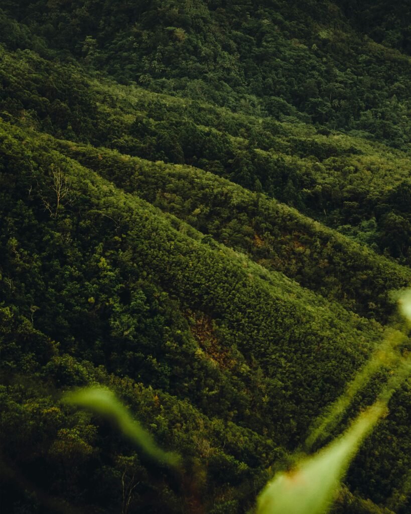 Maluku Islands – Tropical Forest. Dense green tropical forest covering a steep hillside, with blurred leaves in the foreground.